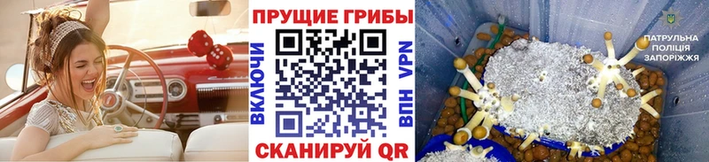 купить наркотики сайты сайты даркнета состав Галлюциногенные грибы мухоморы Магадан